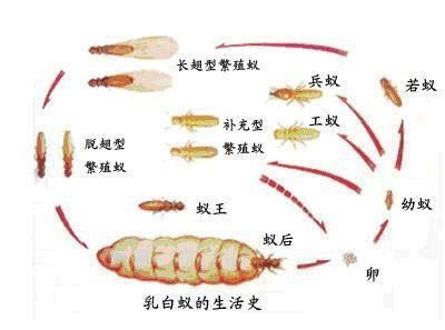 深圳龙岗区杀白蚁这家公司价格公道